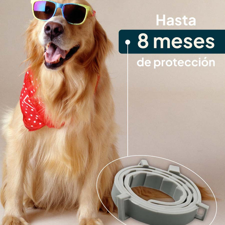 PawDefender™ - ¡Protección Total para Tu Mascota, Días de Juegos y Noches Tranquilas!